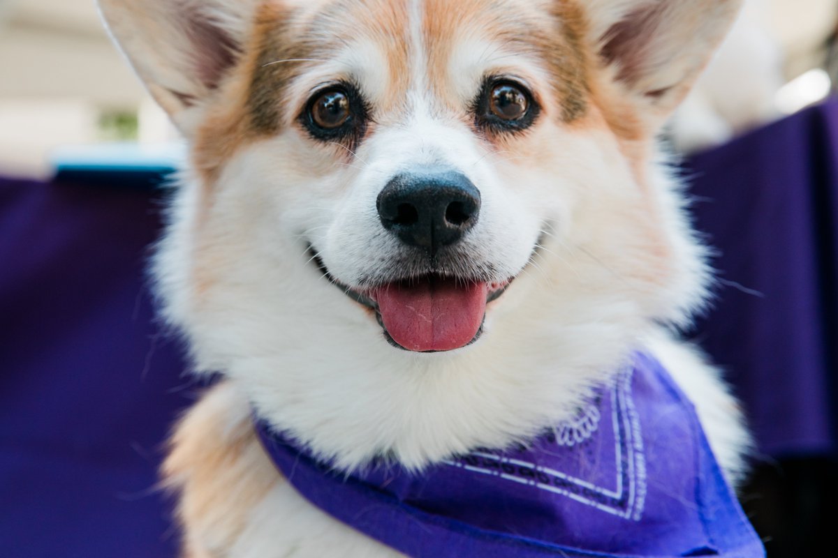 The first day back to campus is reason to celebrate! We had food, games, dogs and lots of fun! #FirstDayOfSchool