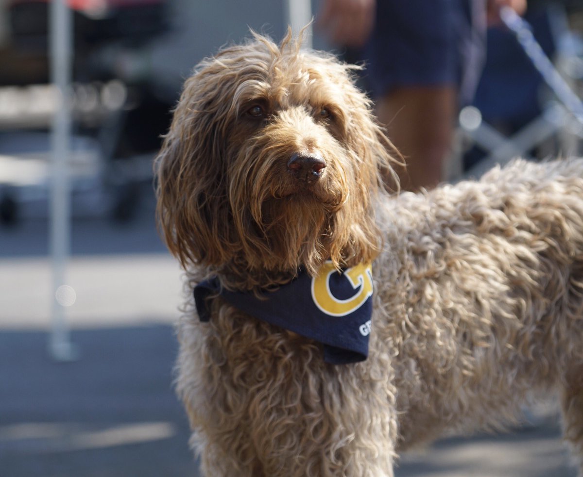 Tailgating in this heat is ruff! Stay hydrated Yellow Jackets.   #TogetherWeSwarm