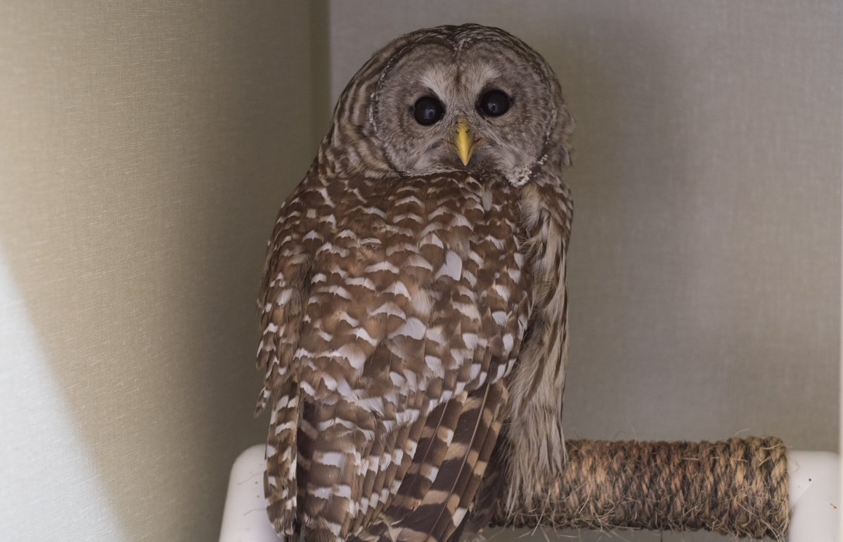 Update 2/2: The owl is now holding both eyes open and is stronger than it was upon arrival. It&#39;s &quot;appropriately defensive,&quot; says @PAWStweets. The owl will be cage rested for 2 weeks to allow the fractures to heal and then moved to a flight cage for testing.